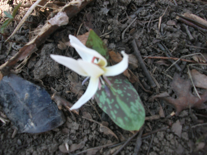 poze 2414 - prin padure