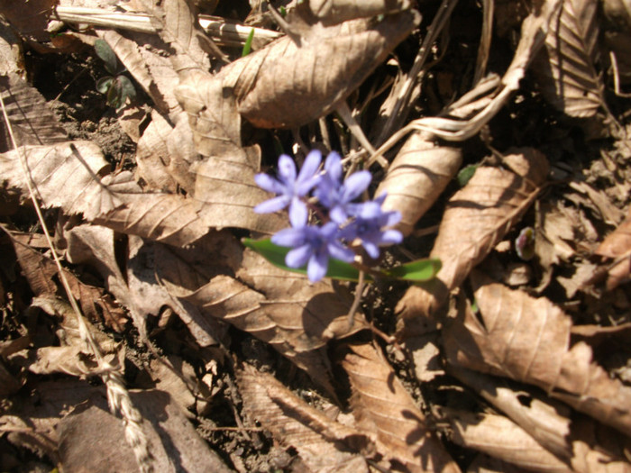 poze 2417 - prin padure