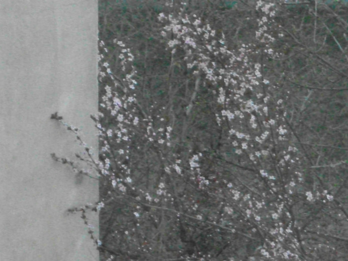 poze 2373 - a sosit primavara