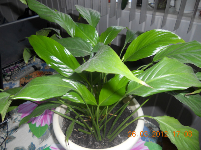 Nimic nu arata.... - Spathiphyllum wallisii 2012