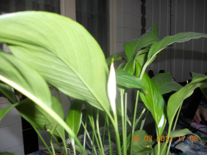 DSCN0263 - Spathiphyllum wallisii 2012