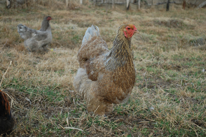 1. gaina matca mart.2012 - 32 brahma albastru potarnichiu 2012