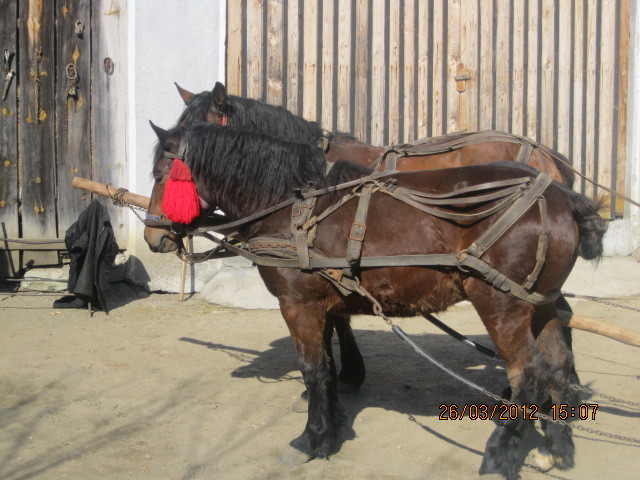 radu si iapa