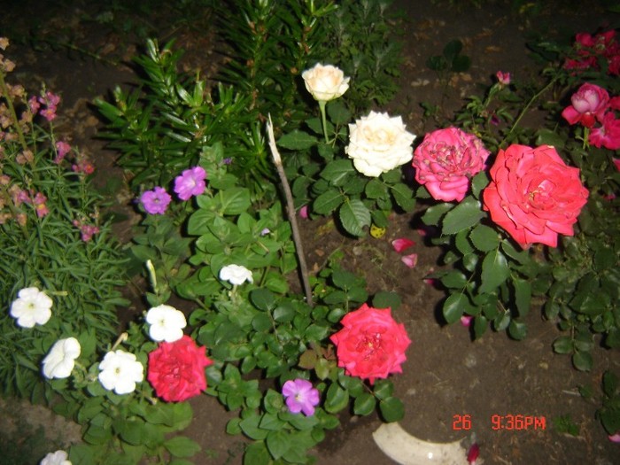 3 - flori