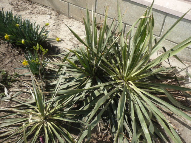 YUCCA DE GRADINA - Primavara 2012