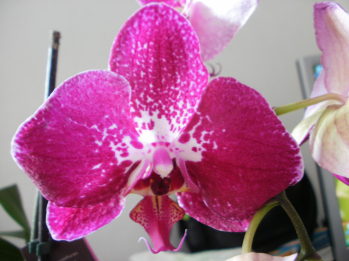 P6191919 doua in una 24.03.12 parfumata