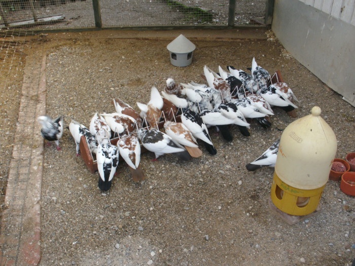 Martie 2012 - Jucatori pestrit-baltati de Satu-Mare-spangled magpie Purzler of Satu-Mare-Satmari babos Buko