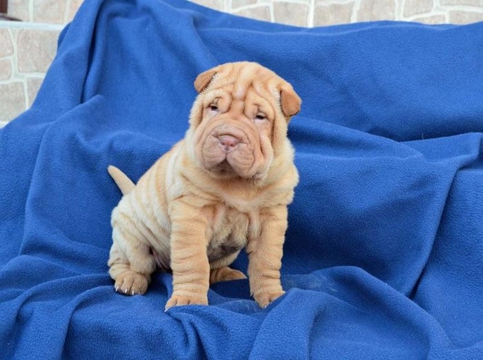 a3 - Shar Pei