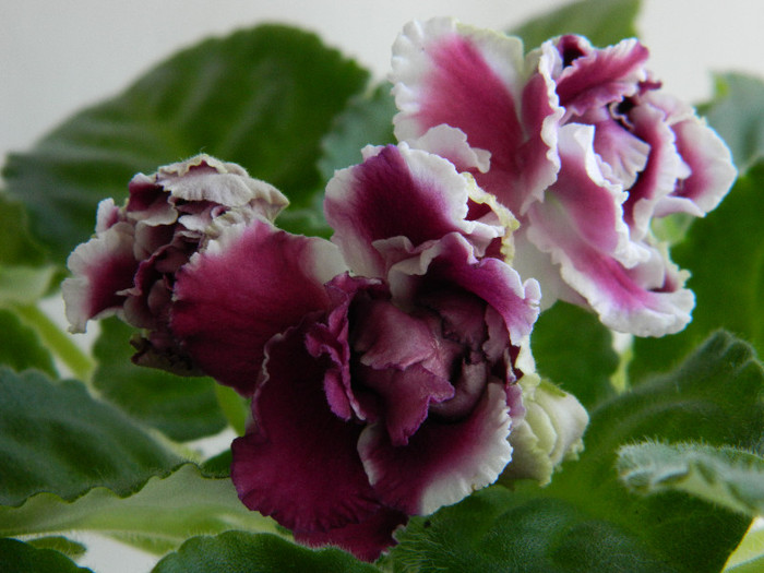 RS-Gercoginia 024 - 0 Violete africane-saintpaulia martie 2012