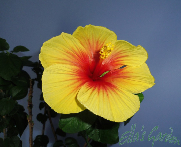 26 mar. 2012 / Sierra - 2012 Hibiscus