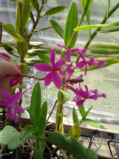  - Epidendrum