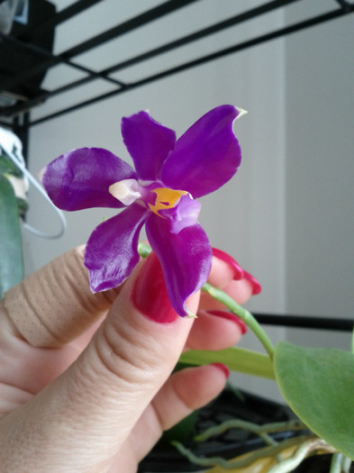 26.03.12 - Phalaenopsis