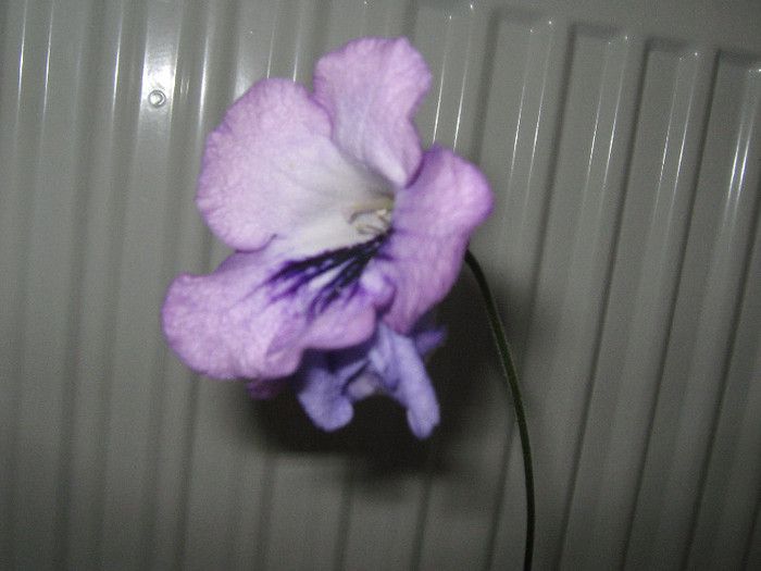 ziua a 4 a - streptocarpus DS Mirazh  -Dimetris