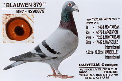 Carteus-Blauwen-879