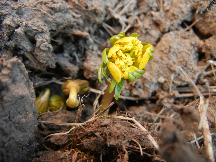 Eranthis hyemalis (2012, March 21) - ERANTHIS Hyemalis_Aconite