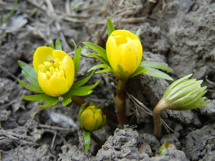 Eranthis hyemalis (2012, March 23)