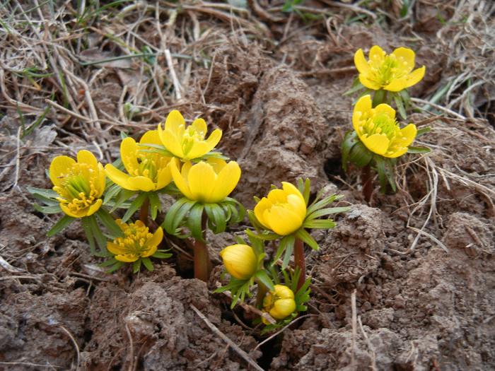 Winter Aconite (2012, March 24) - ERANTHIS Hyemalis_Aconite