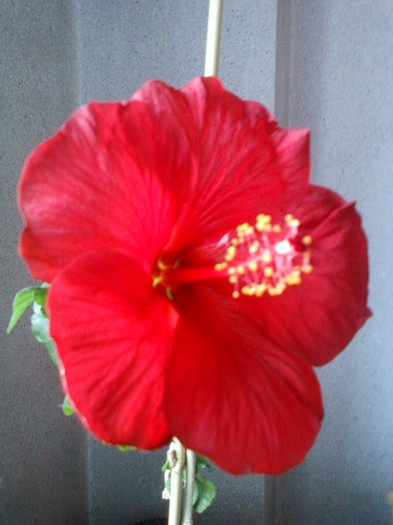 flori 27 martie 2012 061