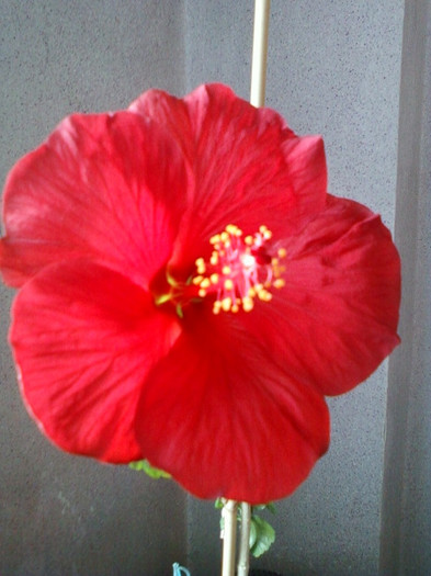 flori 27 martie 2012 064