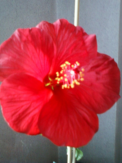 flori 27 martie 2012 066