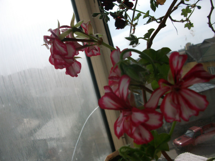 27.03.2012 - o parte din florile mele in martie