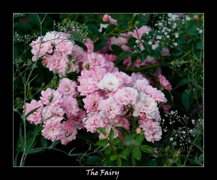 fairy roz-acoperitori de sol - trandafirii mei-achizitii