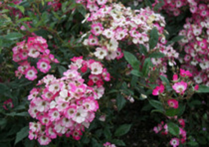 mozart-acoperitori de sol