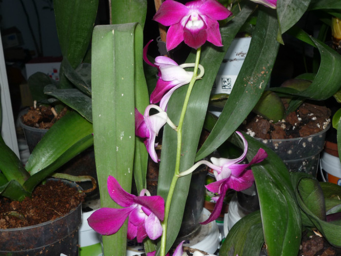 P1030923; Orhidee Phalenopsis.
