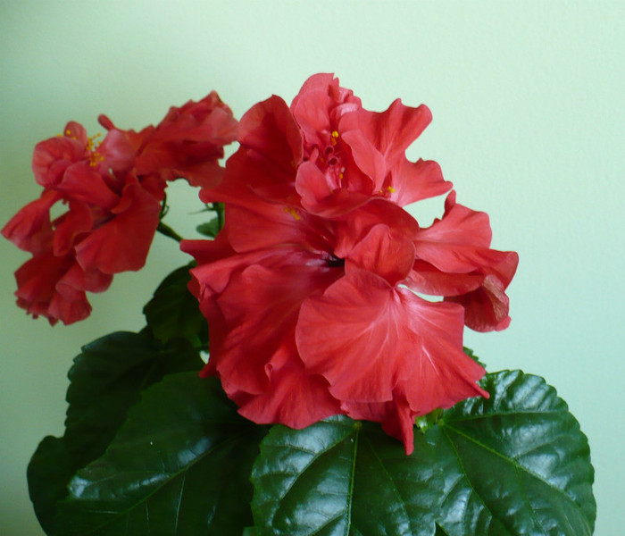 P1370645 - hibiscusi 2012