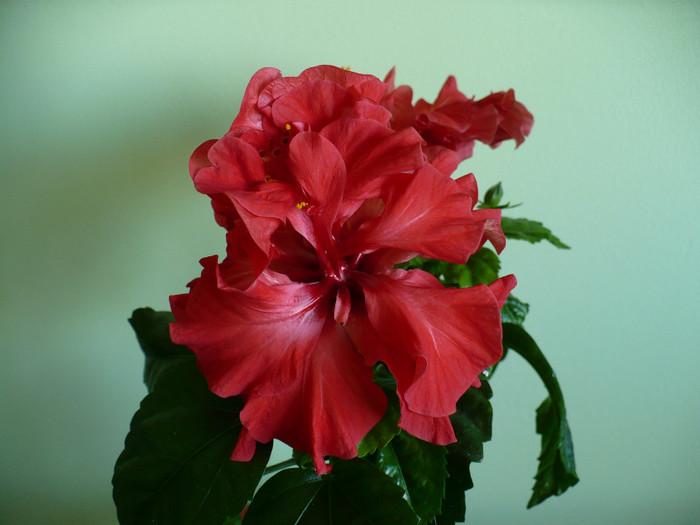 P1370650 - hibiscusi 2012