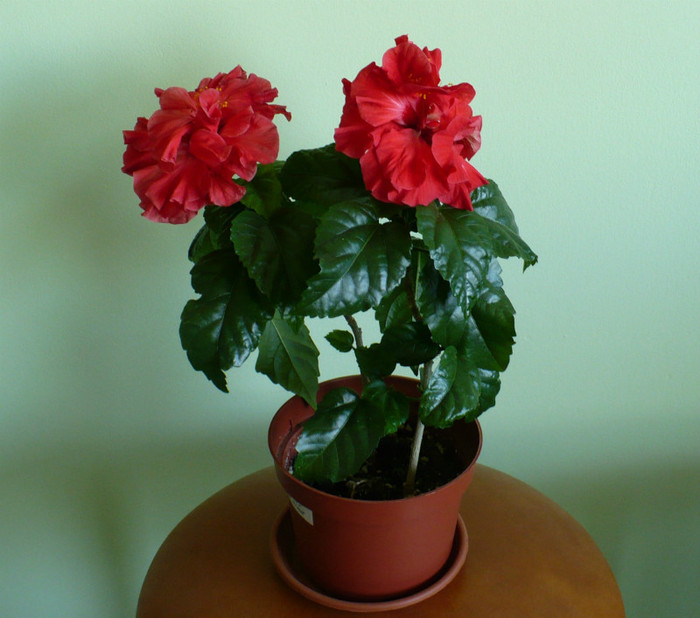 P1370651 - hibiscusi 2012