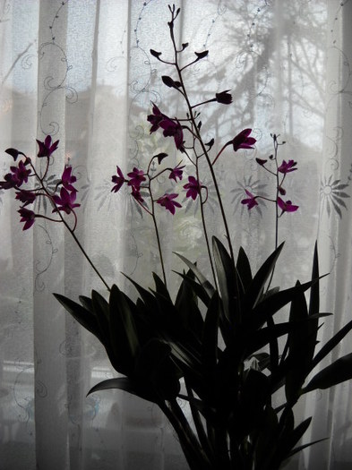 26 martie; 018 - 2012- Orhideea