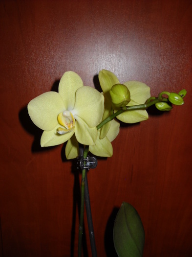 26 martie a  inflorit ;026 - 2012- Orhideea