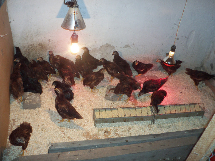 PRIMA SERIE - Pui 2012