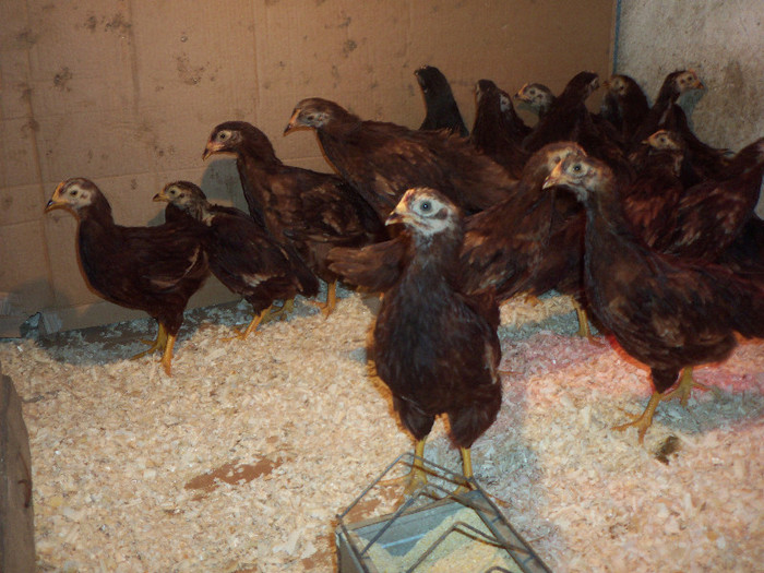 1 LUNA SI 3 SAPTAMANI