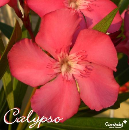 calypso oleander - calypso