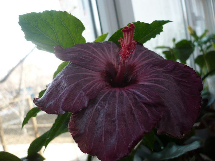 P1120151 - HIBISCUSI 2012-1