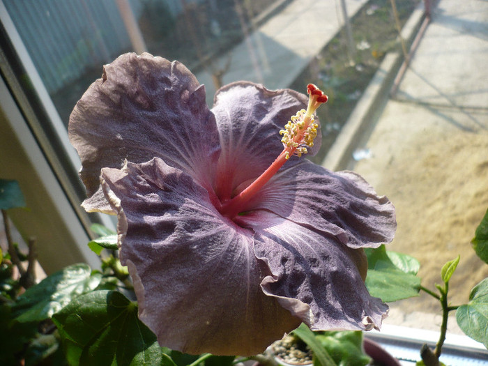 P1120155 - HIBISCUSI 2012-1
