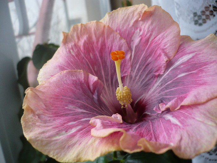 P1120192 - HIBISCUSI 2012-1