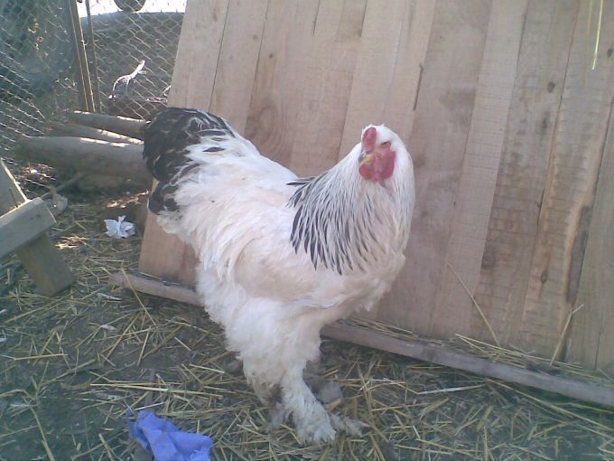 cocos brahma herminat