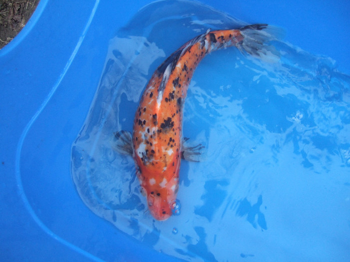 33cm - crapi koi 2012