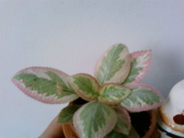  - Episcia