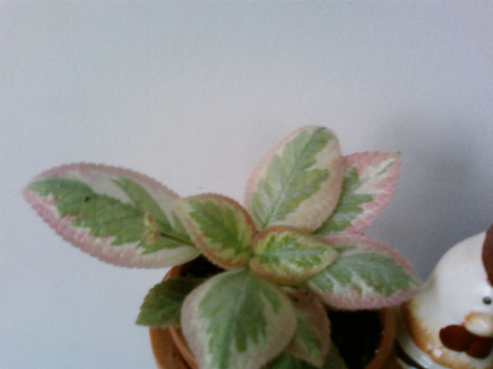 Pink Satin - Episcia