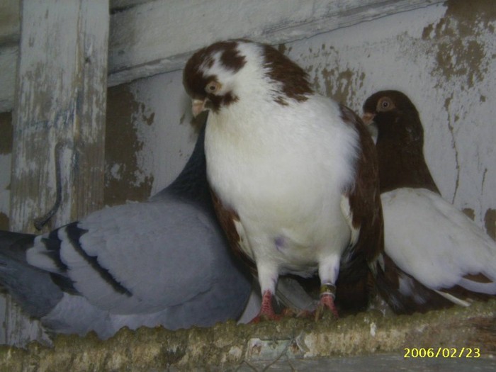 44 - porumbei 2006