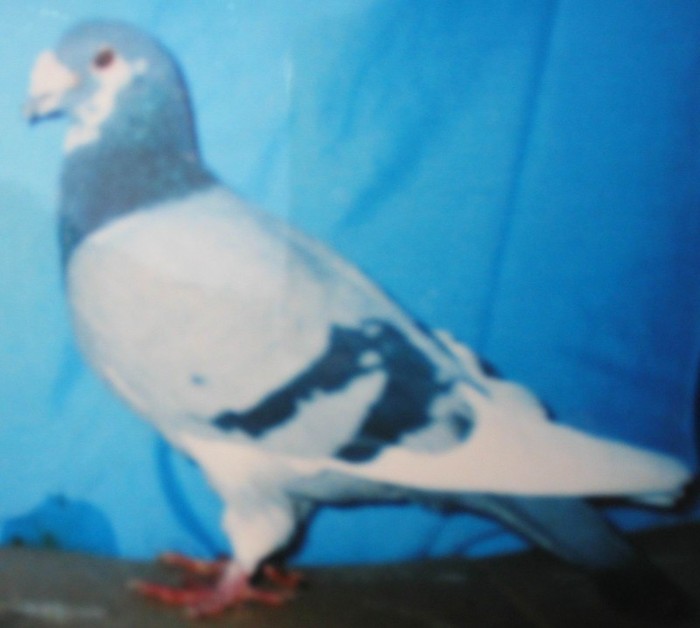 54S - porumbei 2006