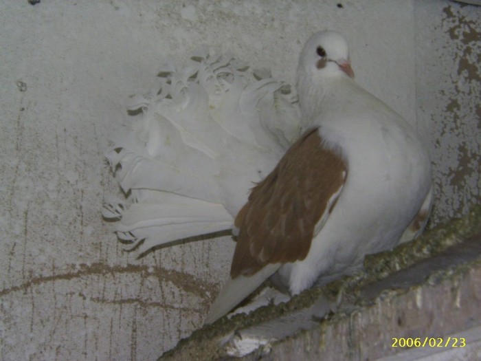 65 - porumbei 2006