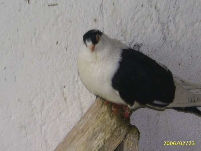 75 - porumbei 2006