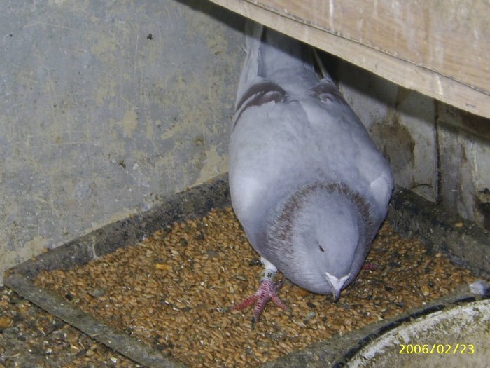 vb - porumbei 2006