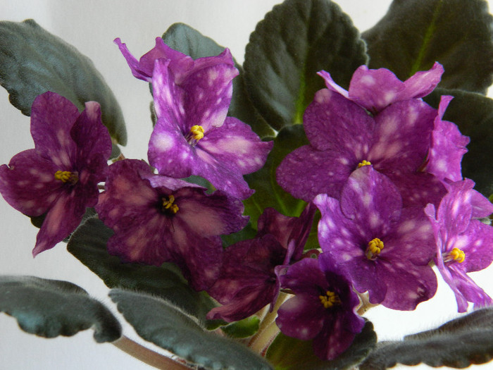 PHOBOS 038 - 0 Violete africane-saintpaulia martie 2012
