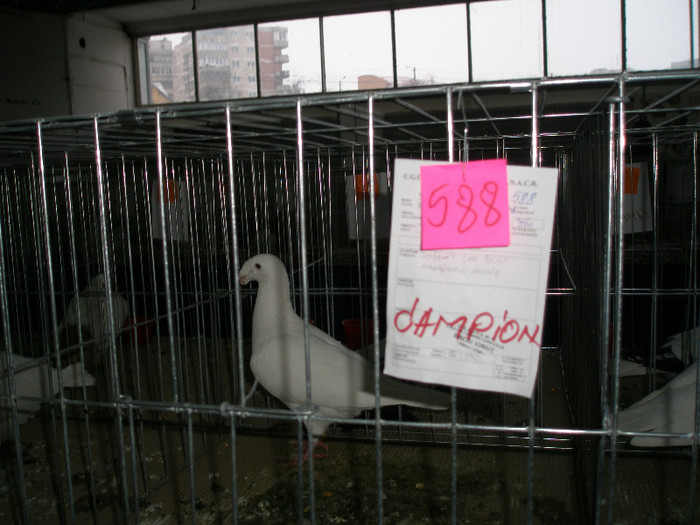 expo.nation.tineret CJ.